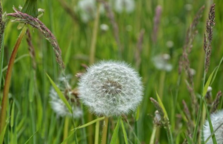 1627914625944148.jpg 蒲公英1.jpg