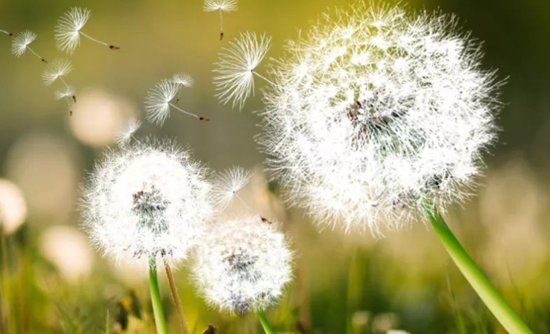 1627914681933770.jpg 蒲公英3.jpg