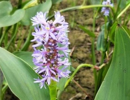 1627946263166107.jpg image.jpg