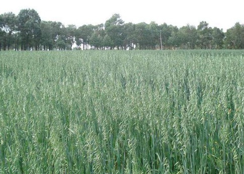 1627949312780675.jpg image.jpg