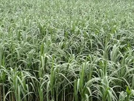 1627955954792346.jpg image.jpg