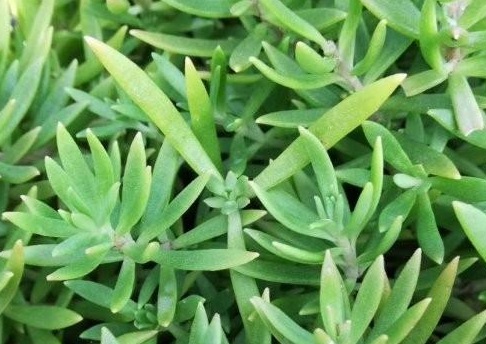 1627956326332558.jpg image.jpg