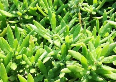 1627956344254585.jpg image.jpg