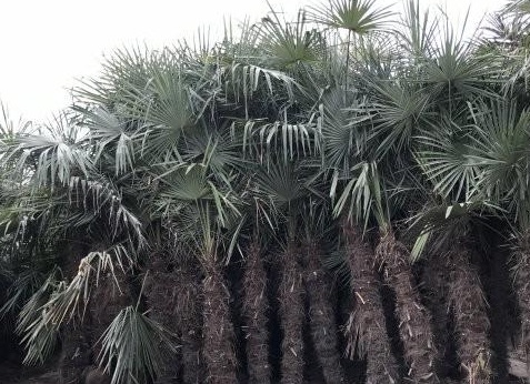 1627956429611218.jpg image.jpg