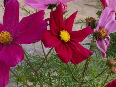 1627958429597604.jpg image.jpg