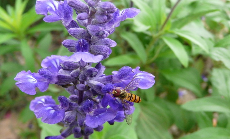 1627977143558883.jpg 鼠尾草1.jpg