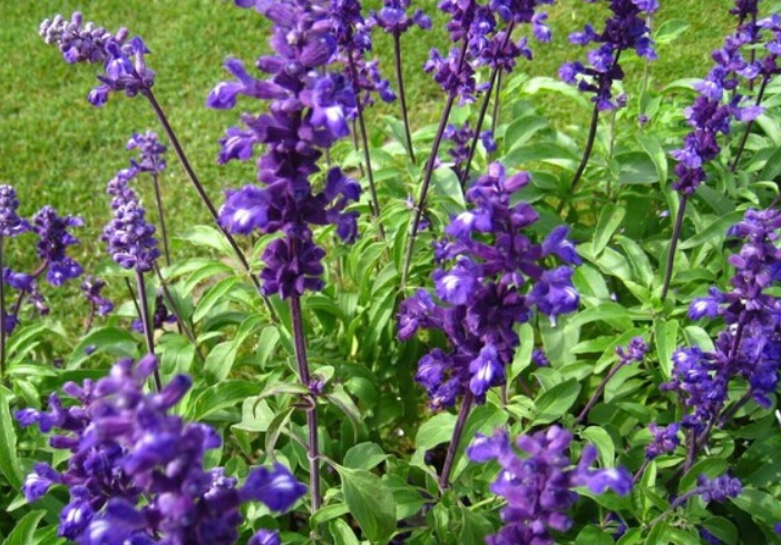 1627977173945695.jpg 鼠尾草3.jpg