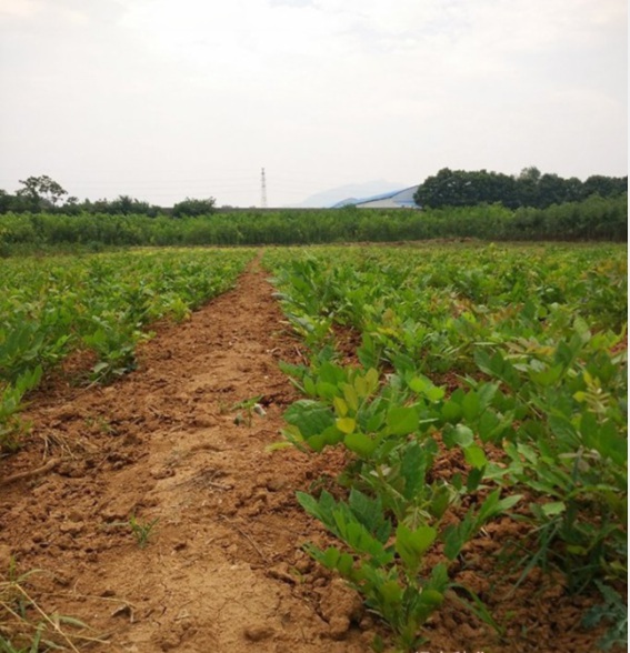 1627977192768694.jpg 紫藤1.PNG