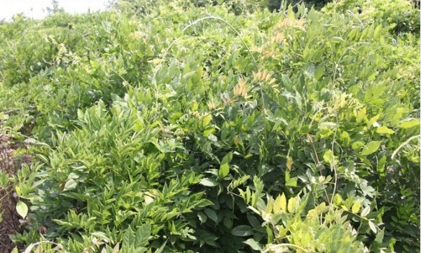 1627977214946640.jpg 紫藤2.PNG