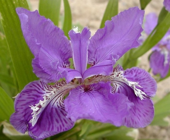 1627983775741242.jpg image.jpg