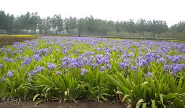 1627983796269960.jpg image.jpg