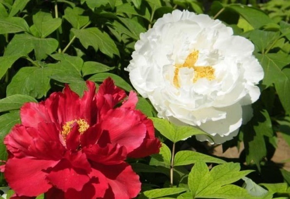 1627983911420962.jpg image.jpg