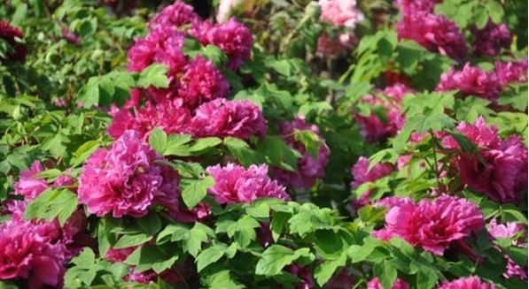 1627983921213160.jpg image.jpg