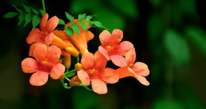 1627984048695727.jpg image.jpg