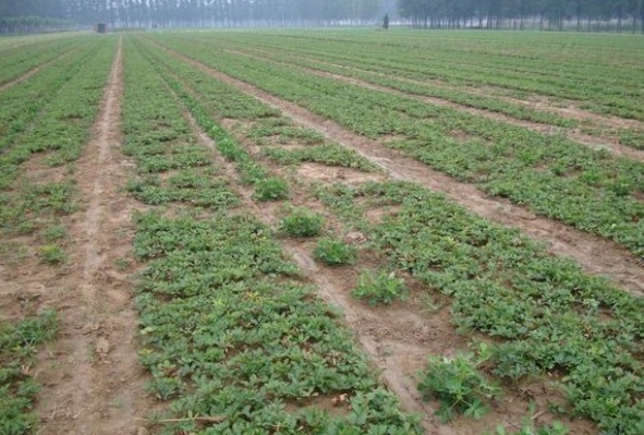 1627985528436656.jpg image.jpg