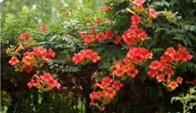 1627985997964912.jpg image.jpg