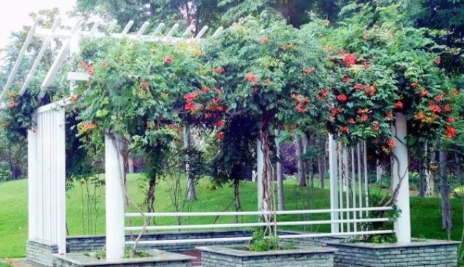 1627986017161906.jpg image.jpg