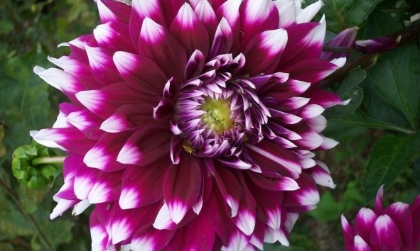 1627986892805448.jpg image.jpg