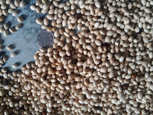 1627986966264226.jpg image.jpg