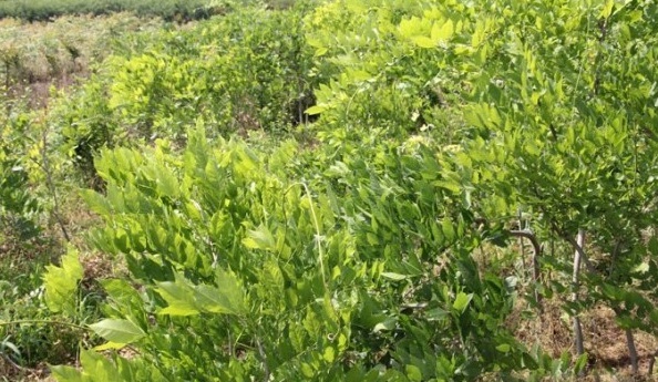 1627987313652288.jpg image.jpg