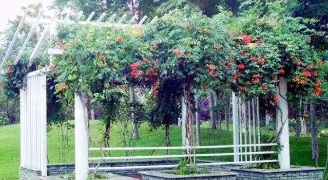 1627987398178355.jpg image.jpg