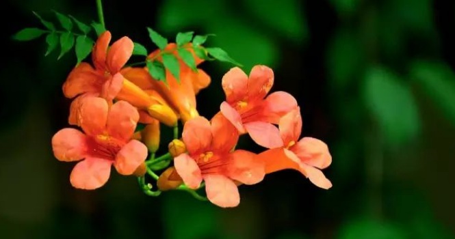 1627987509787171.jpg image.jpg