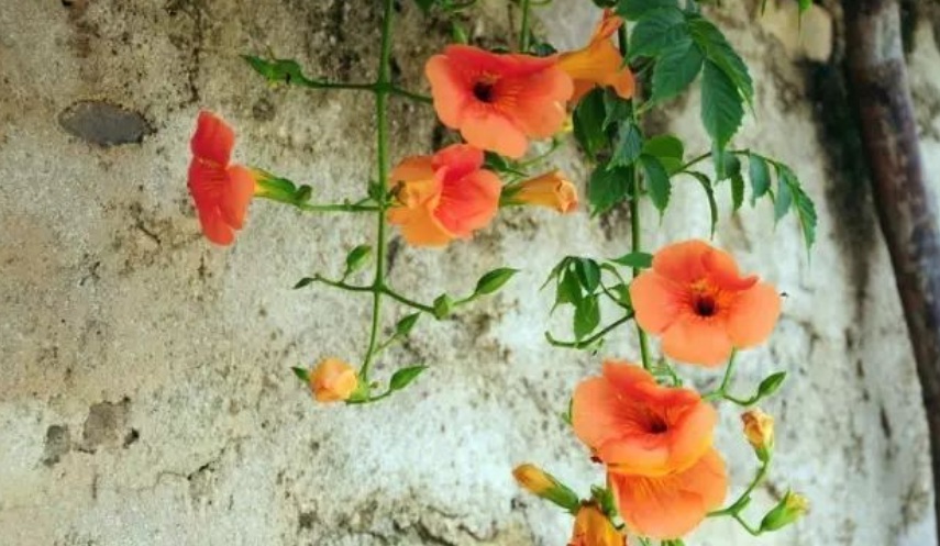 1627987543265989.jpg image.jpg