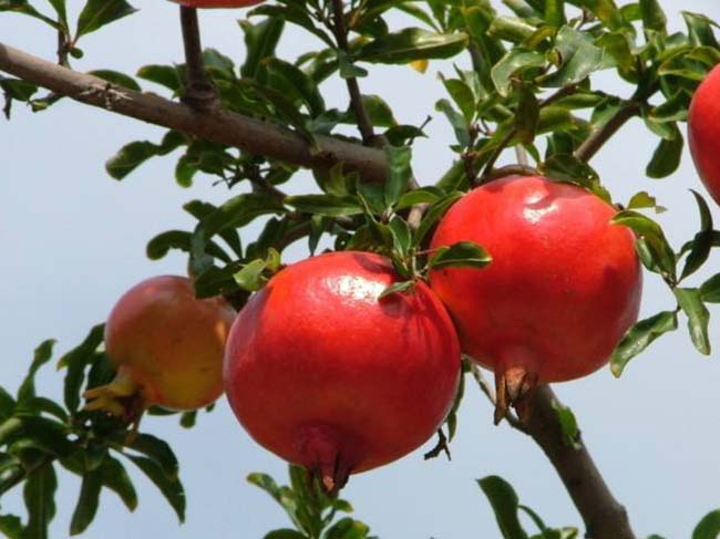 1627989887427981.jpg image.jpg