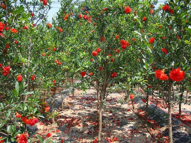 1627989901427311.jpg image.jpg