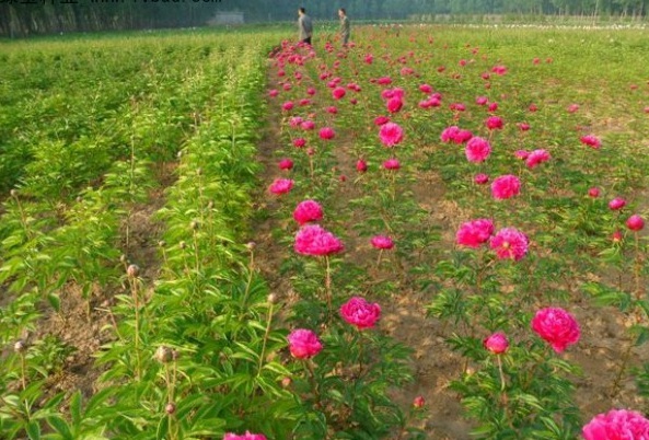 1627989973198551.jpg image.jpg