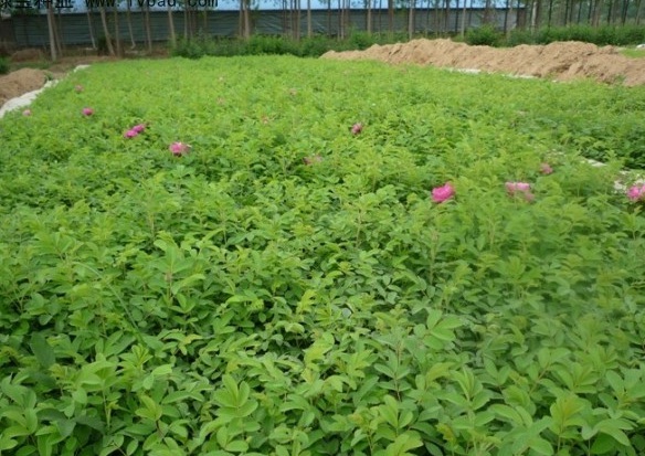 1627990091392388.jpg image.jpg