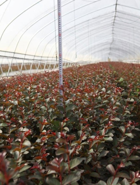 1627990613592523.jpg image.jpg