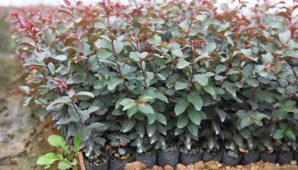 1627990622142982.jpg image.jpg