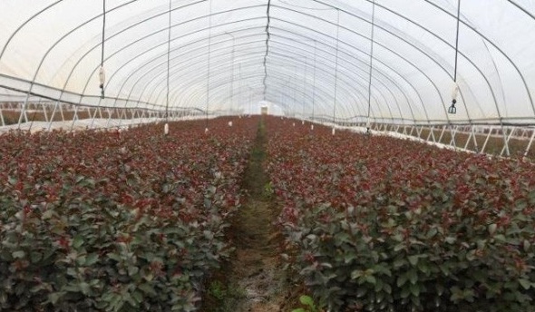 1627990629243990.jpg image.jpg