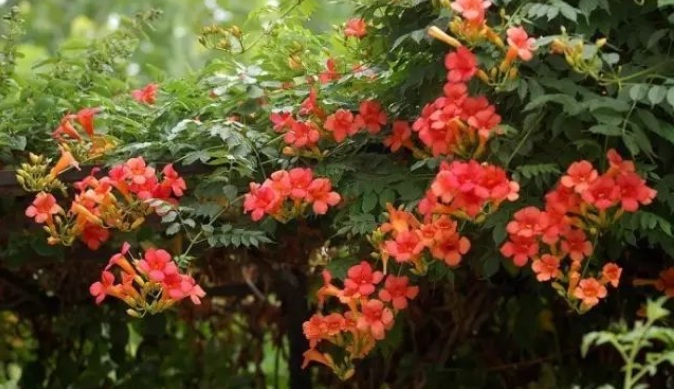 1627990687886669.jpg image.jpg