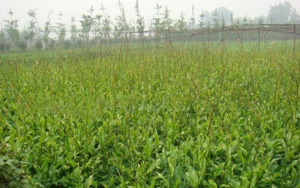 1627991090189892.jpg image.jpg