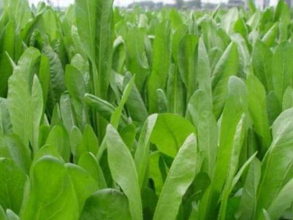 1627991859861931.jpg image.jpg