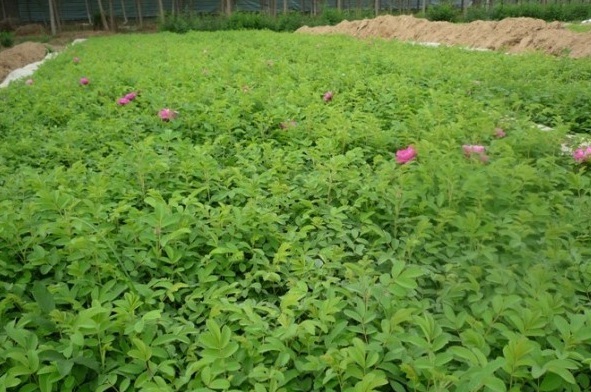 1627991921904882.jpg image.jpg