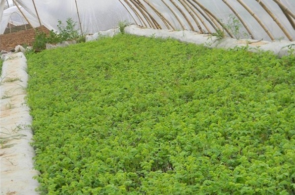 1627991940526456.jpg image.jpg