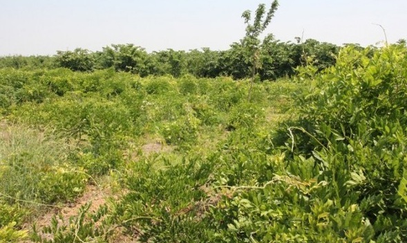 1627992534851992.jpg image.jpg