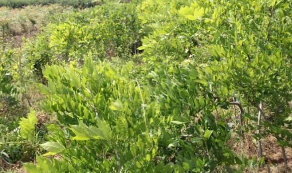 1627992545378168.jpg image.jpg