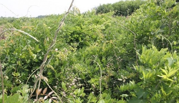 1627992554769892.jpg image.jpg