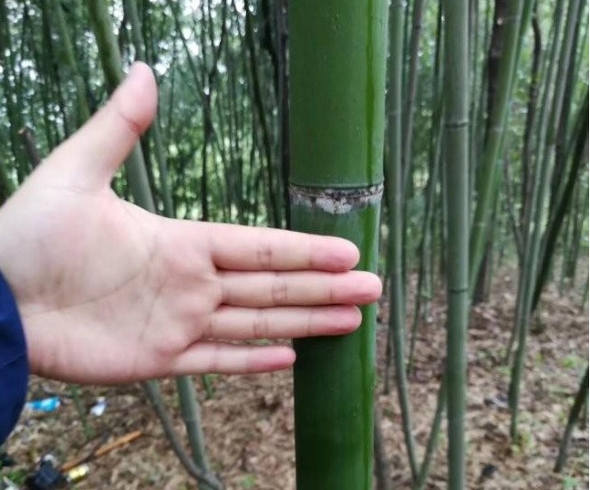 1627993208233186.jpg image.jpg