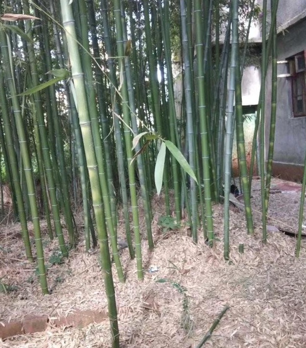 1627993231978793.jpg image.jpg