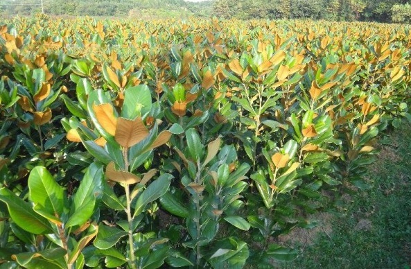 1627993720804887.jpg image.jpg