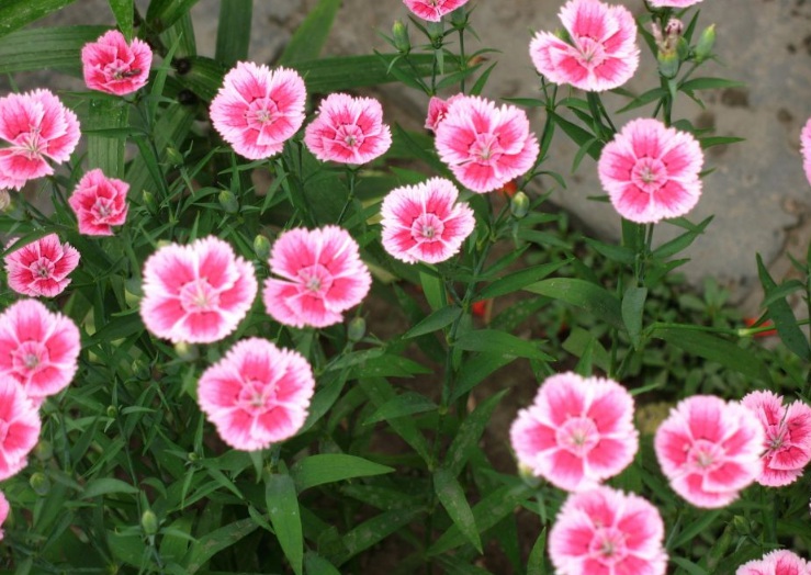 1627994244201130.jpg image.jpg