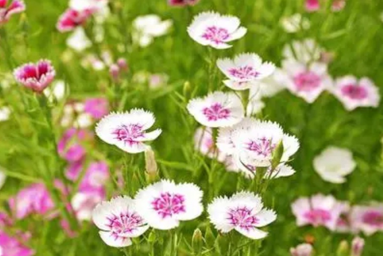 1627994289829716.jpg image.jpg