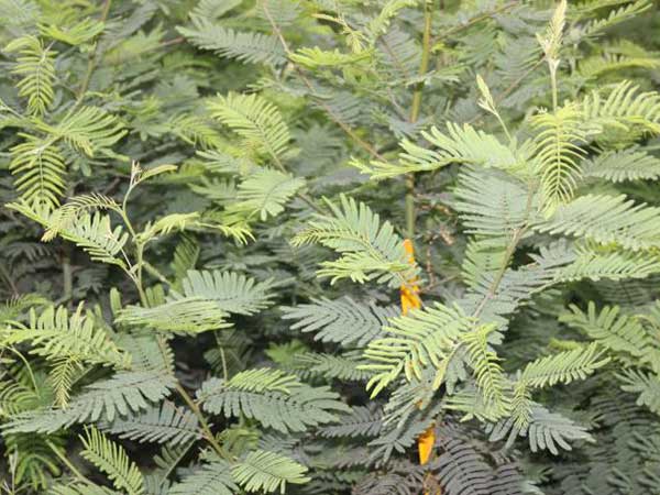 銀合歡種子發芽出苗圖片 銀合歡種子發芽出苗圖片