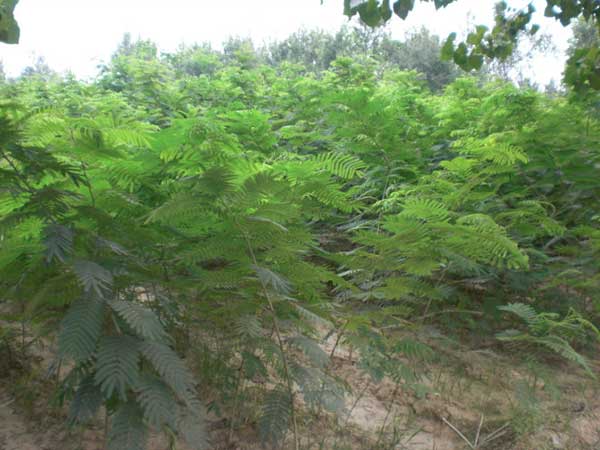 銀合歡種子發芽出苗圖片 銀合歡種子發芽出苗圖片