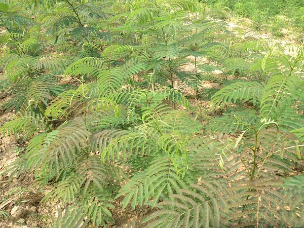 銀合歡種子發芽出苗圖片 銀合歡種子發芽出苗圖片